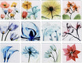 Empire Art Direct 12 PCS Flower Coasters for Drinks, Cup Coaster for Tabletop Protection, Coffee Table Coaster Set, Glass Floral Coasters Set with Cork Bottom by Albert Koetsier B3