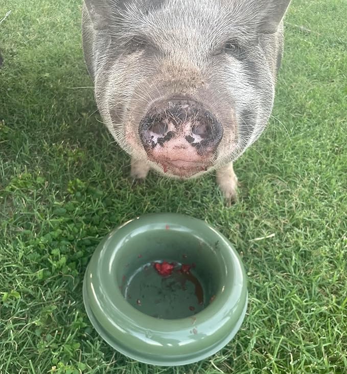 The Mote - Ant Proof Dog Bowl, Innovative Waterless System, Durable & Maintenance-Free, Simple Design Effectively Keeps Ants Out, for Dogs, Cats, and More